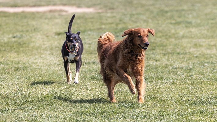 Duck Farm Off-Leash Dog Area